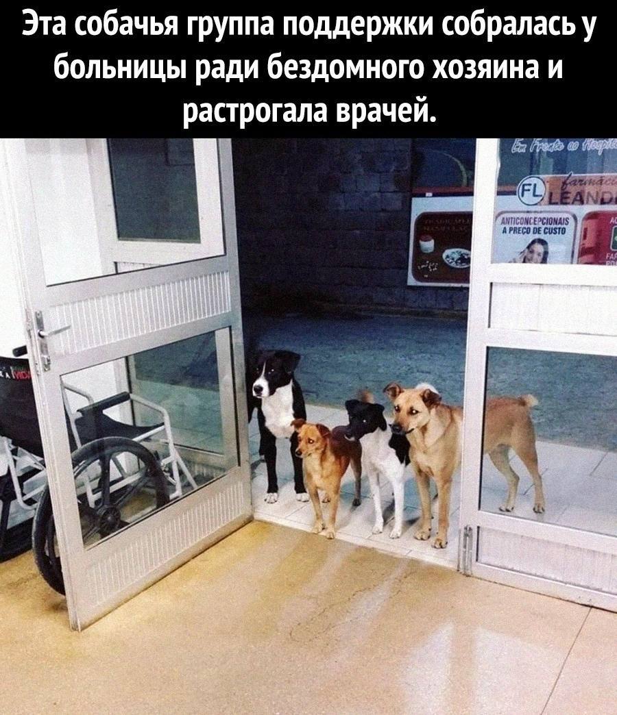 How they feel - Picture with text, Humor, Care, Stray dogs, Dog, Friend, Friends, Suddenly