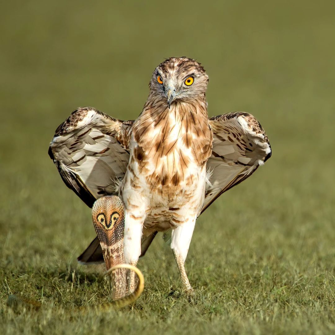 Snake eater and spectacled snake - Eagle-Snake-Eater, Hawk, Birds, Predator birds, Spectacled snake, Cobras, Snake, Reptiles, Poisonous animals, Wild animals, wildlife, India, The photo, Longpost