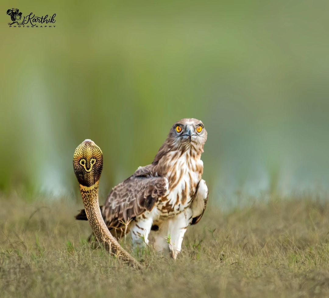 Snake eater and spectacled snake - Eagle-Snake-Eater, Hawk, Birds, Predator birds, Spectacled snake, Cobras, Snake, Reptiles, Poisonous animals, Wild animals, wildlife, India, The photo, Longpost