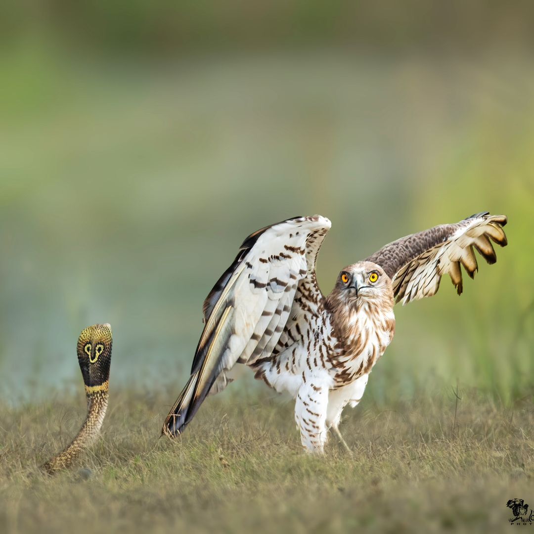 Snake eater and spectacled snake - Eagle-Snake-Eater, Hawk, Birds, Predator birds, Spectacled snake, Cobras, Snake, Reptiles, Poisonous animals, Wild animals, wildlife, India, The photo, Longpost