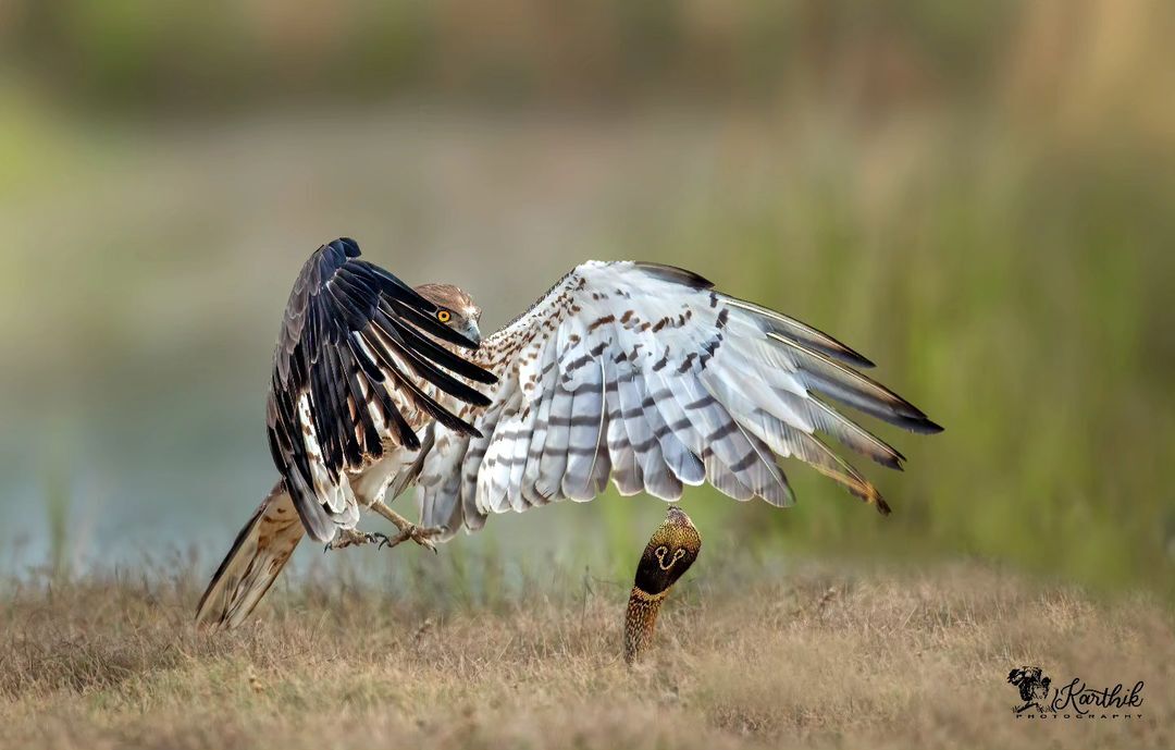 Snake eater and spectacled snake - Eagle-Snake-Eater, Hawk, Birds, Predator birds, Spectacled snake, Cobras, Snake, Reptiles, Poisonous animals, Wild animals, wildlife, India, The photo, Longpost