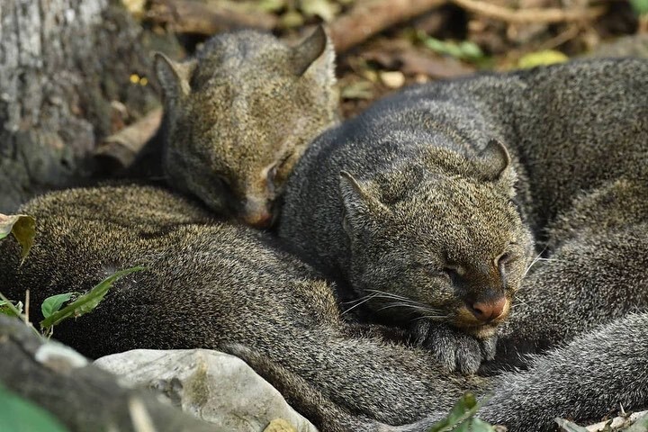 Rest - Jaguarundi, Small cats, Cat family, Predatory animals, Wild animals, wildlife, South America, The photo, Dream