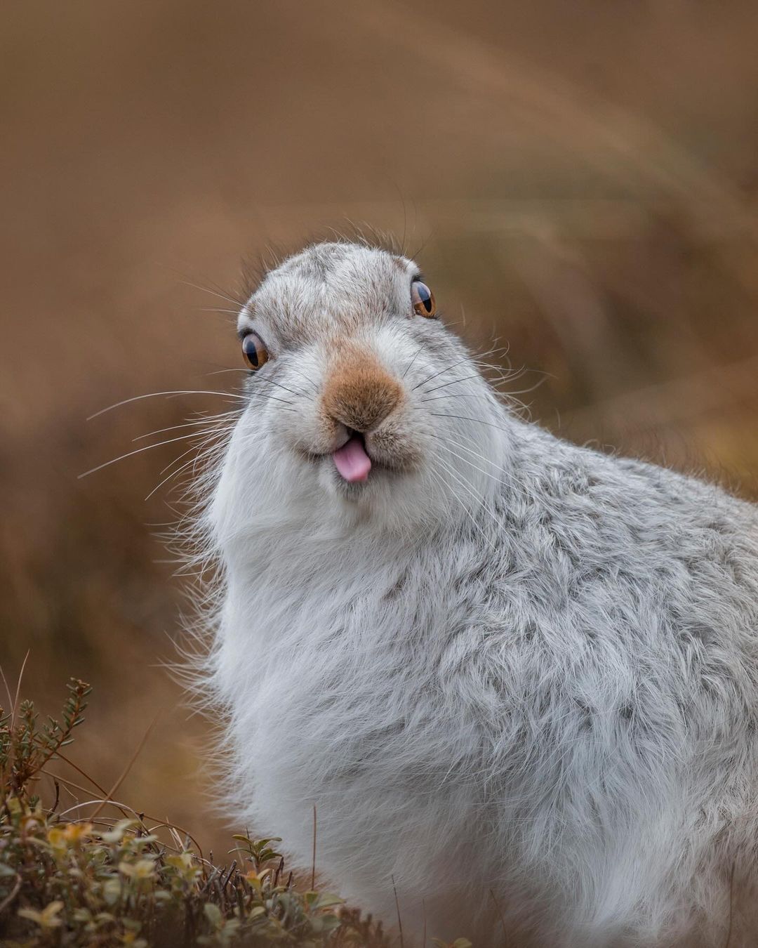 Hare with a wild look - Hare, Wild animals, wildlife, Scotland, The photo, Sight