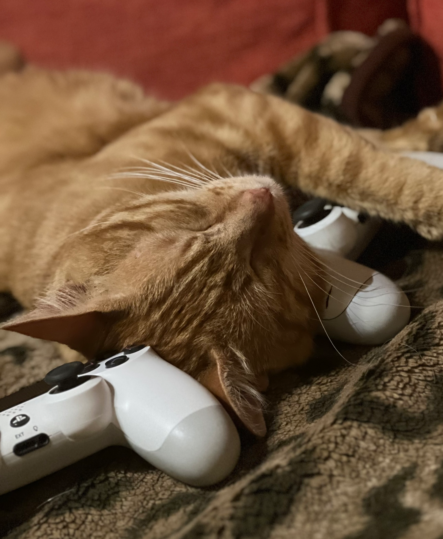 Cybercutlet - My, cat, Mobile photography, Dualshock 4, The photo