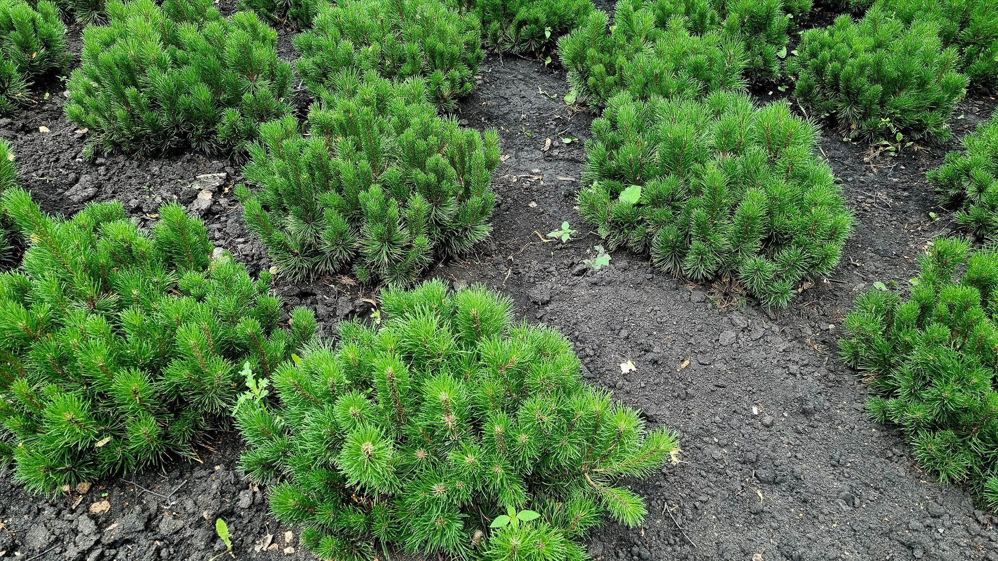 Немного о людях плохих и среди них - собачники - Моё, Парк, Собака, Собачники, Природа, Длиннопост, Путешествия, Достопримечательности, Туризм, Путешествие по России