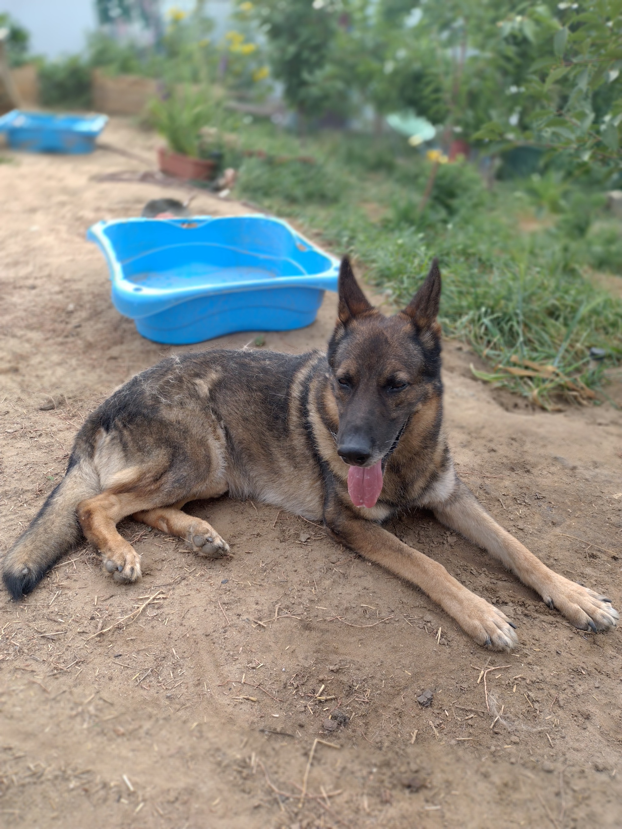 Greetings from the rescued grandfather MIRZHA#elenalodyanaya - Germans, German Shepherd, Service dogs, Sheepdog