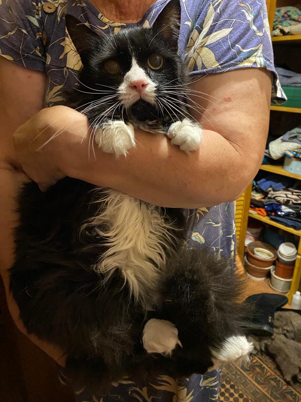 SOS! A 14-year-old cat is waiting for the street! - In good hands, Helping animals, No rating, Homeless animals, Kindness, Shelter, cat, Fluffy, Longpost, Kittens