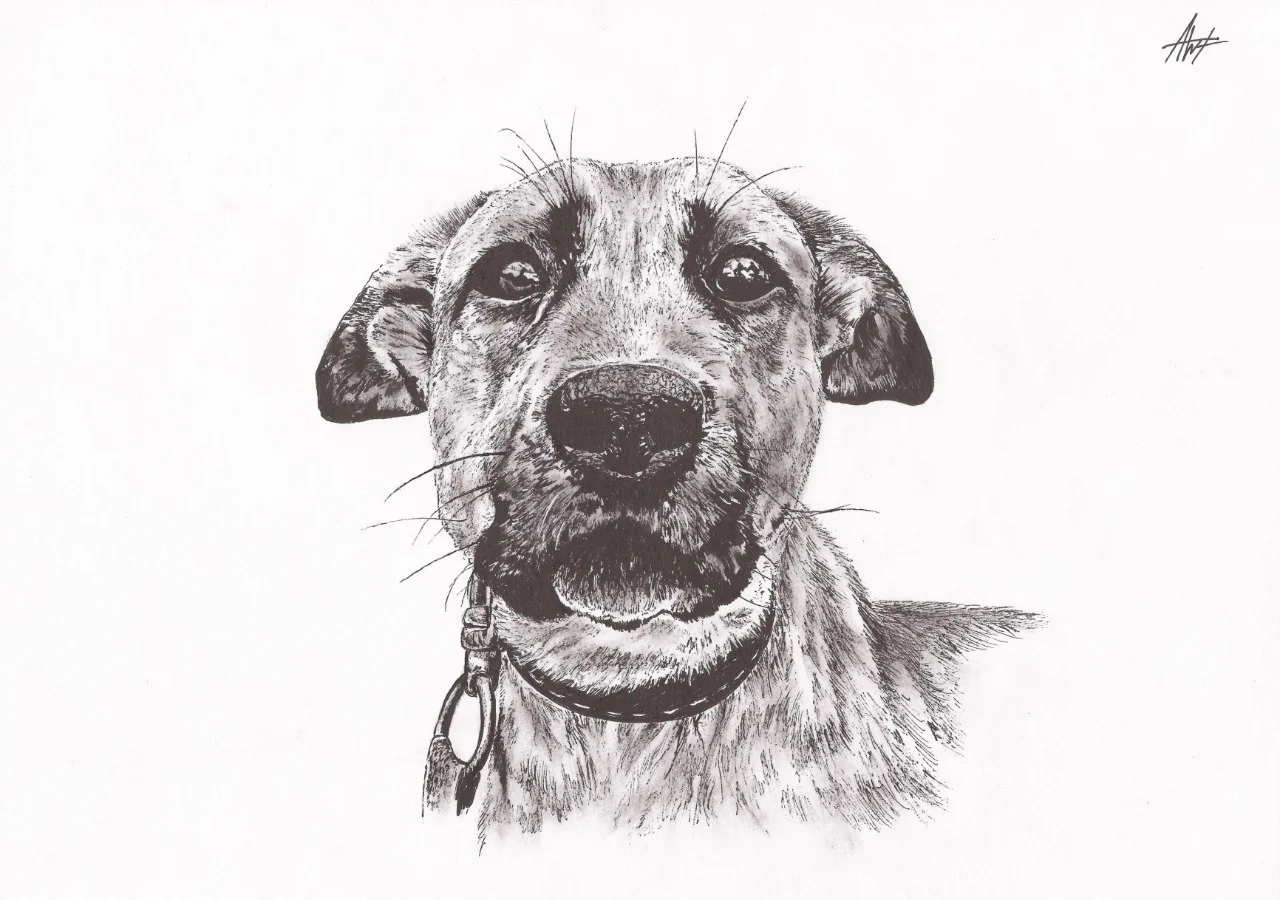 Muzzle - My, Drawing, Pen drawing, Dog, Graphics, Muzzle