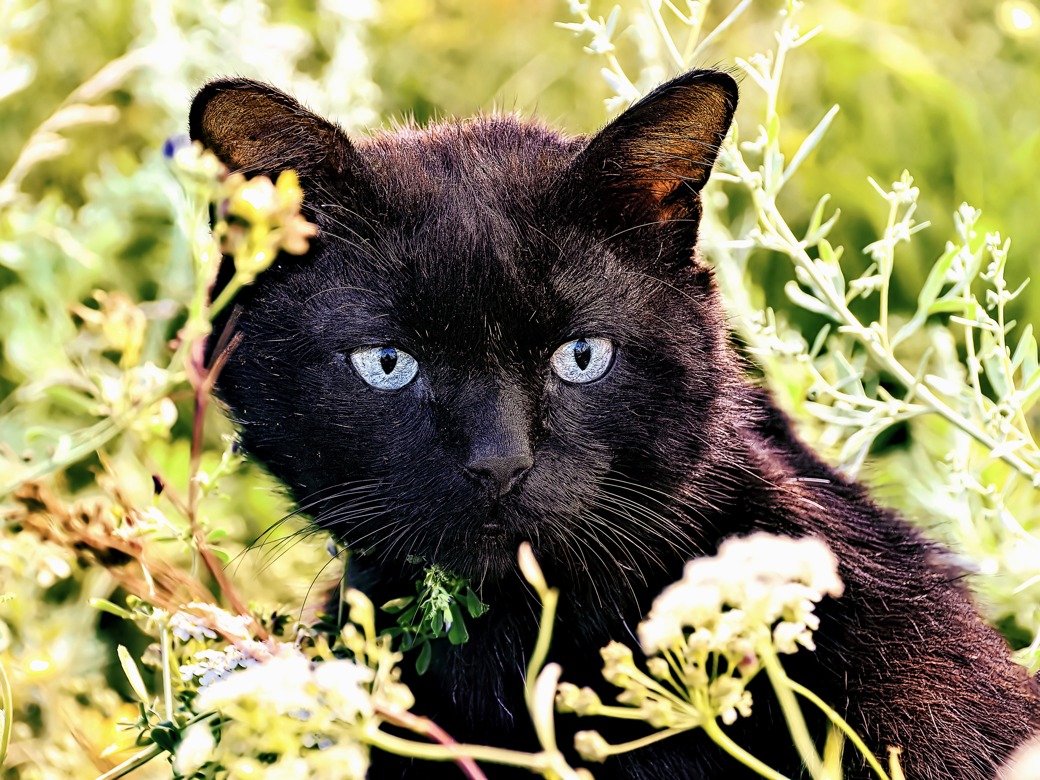 Black summer 5 - My, The photo, Canon, Street photography, City walk, cat, Black cat, Summer, Grass