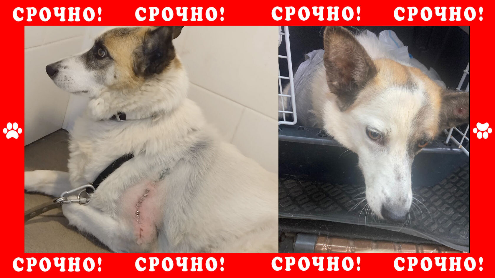 A mongrel dog has gone missing in Moscow. There is a stitch on the left front paw after surgery - My, Lost, Volunteering, Dog, Dog lovers, Help me find, Help, Missing, Animals, news, Urgently, Homeless animals, Shelter, No rating