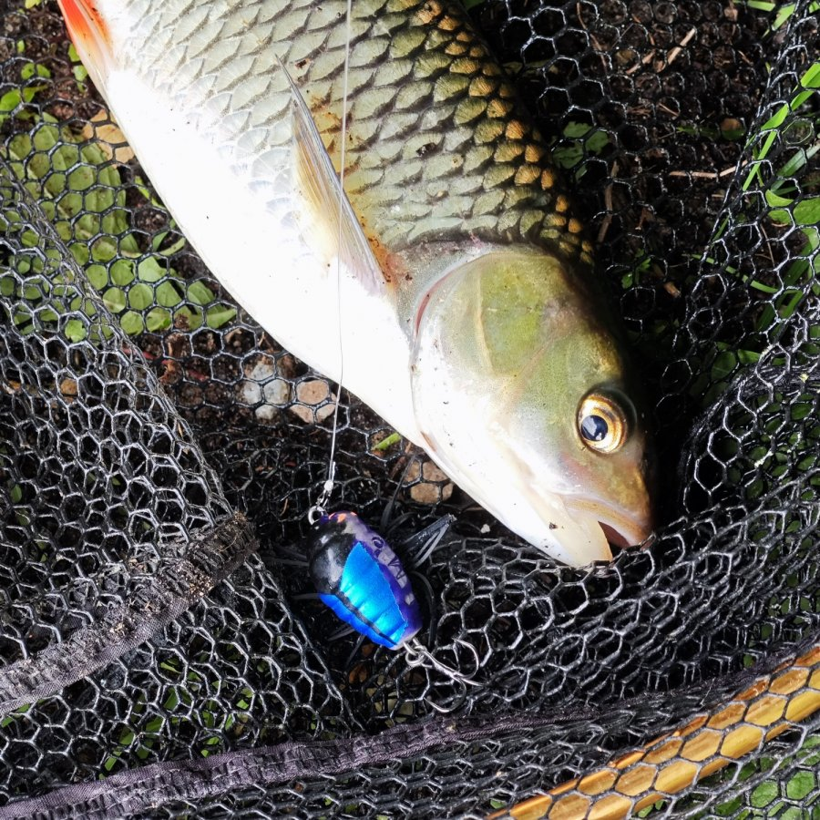 Results of the chub season 2024 - My, Nature, Hobby, Moscow, Fishing, Hunting, Sakura, Moscow River, The photo, Russia, The nature of Russia, Town, Chub, To be continued, Leisure, Trophy, Diary, The park, Longpost