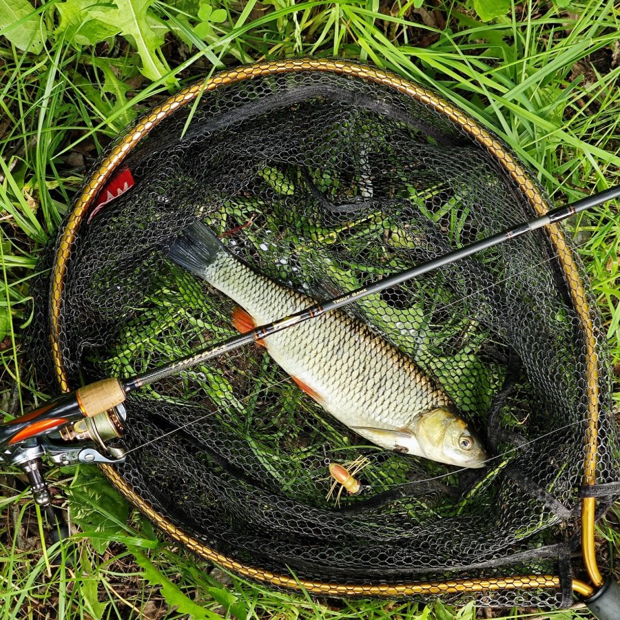 Results of the chub season 2024 - My, Nature, Hobby, Moscow, Fishing, Hunting, Sakura, Moscow River, The photo, Russia, The nature of Russia, Town, Chub, To be continued, Leisure, Trophy, Diary, The park, Longpost