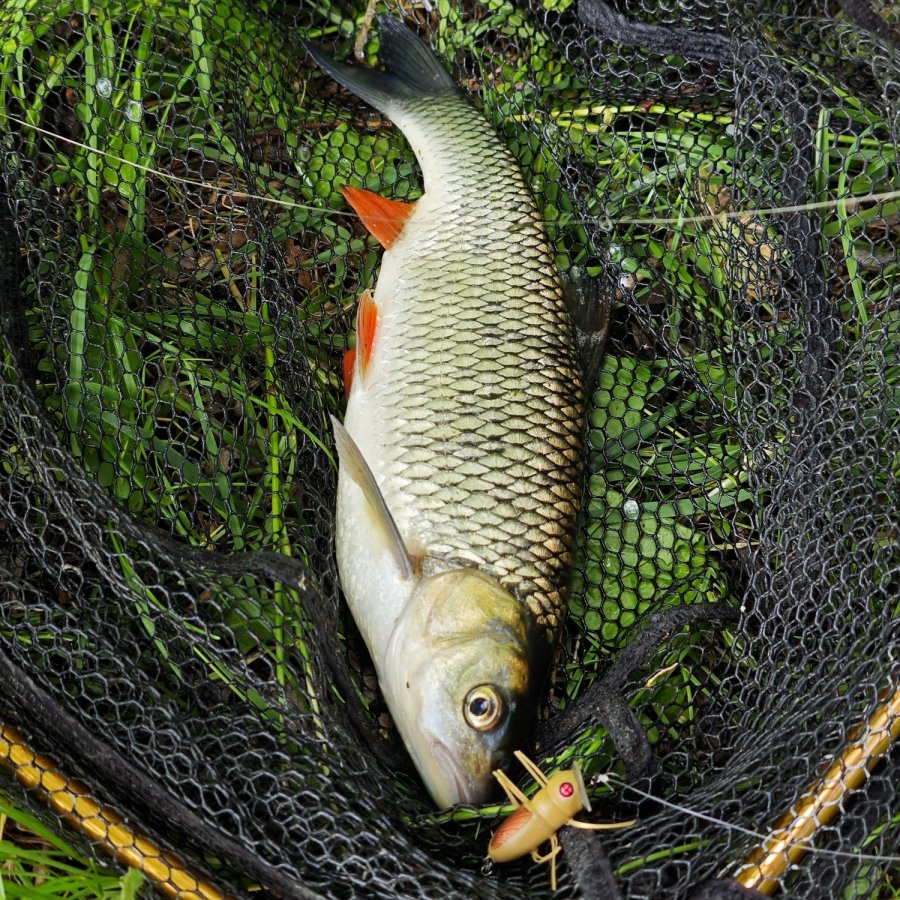 Results of the chub season 2024 - My, Nature, Hobby, Moscow, Fishing, Hunting, Sakura, Moscow River, The photo, Russia, The nature of Russia, Town, Chub, To be continued, Leisure, Trophy, Diary, The park, Longpost