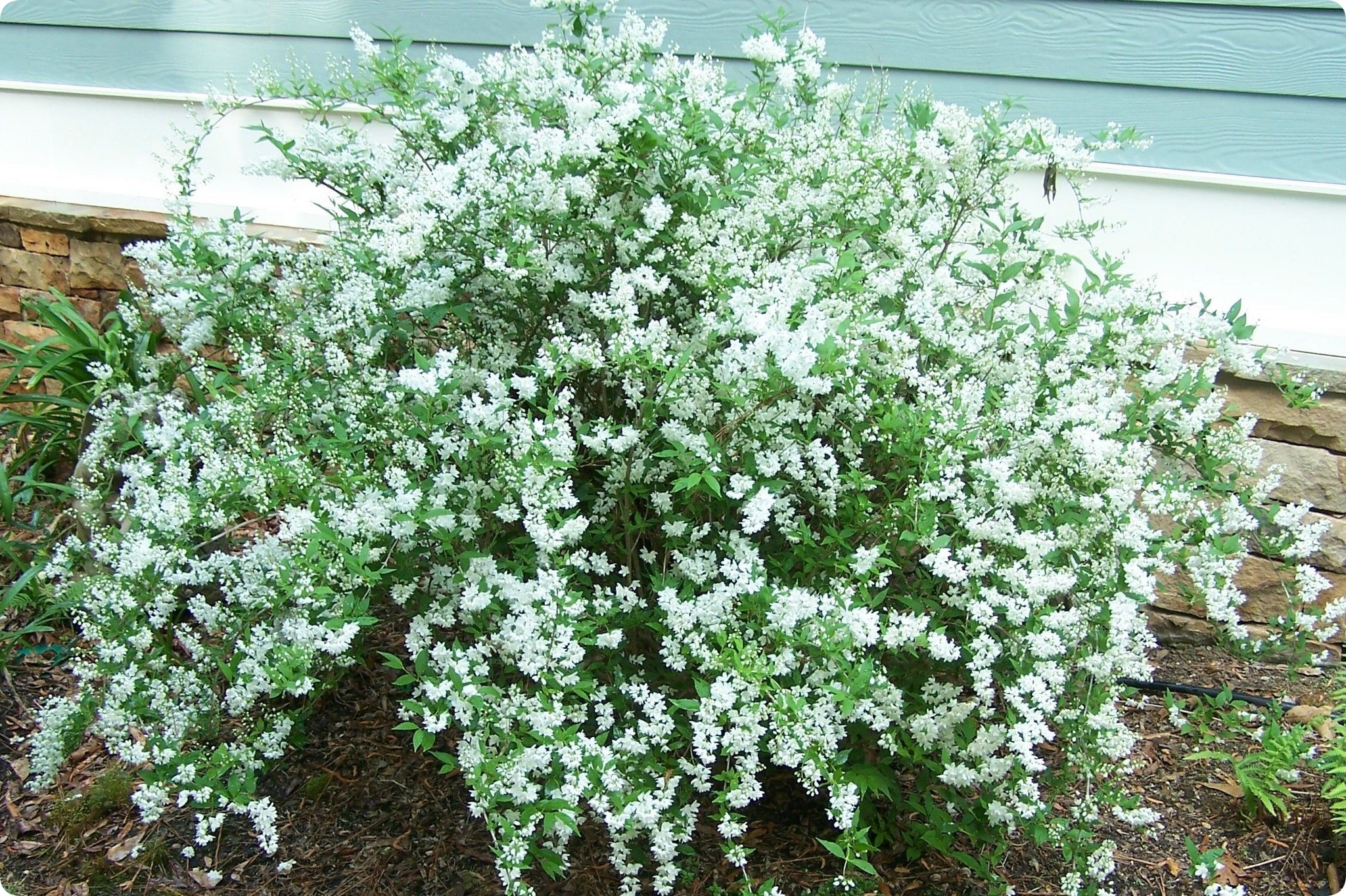 Deytsia graceful - My, Garden, Gardening, Biology, Plants, Garden, Longpost