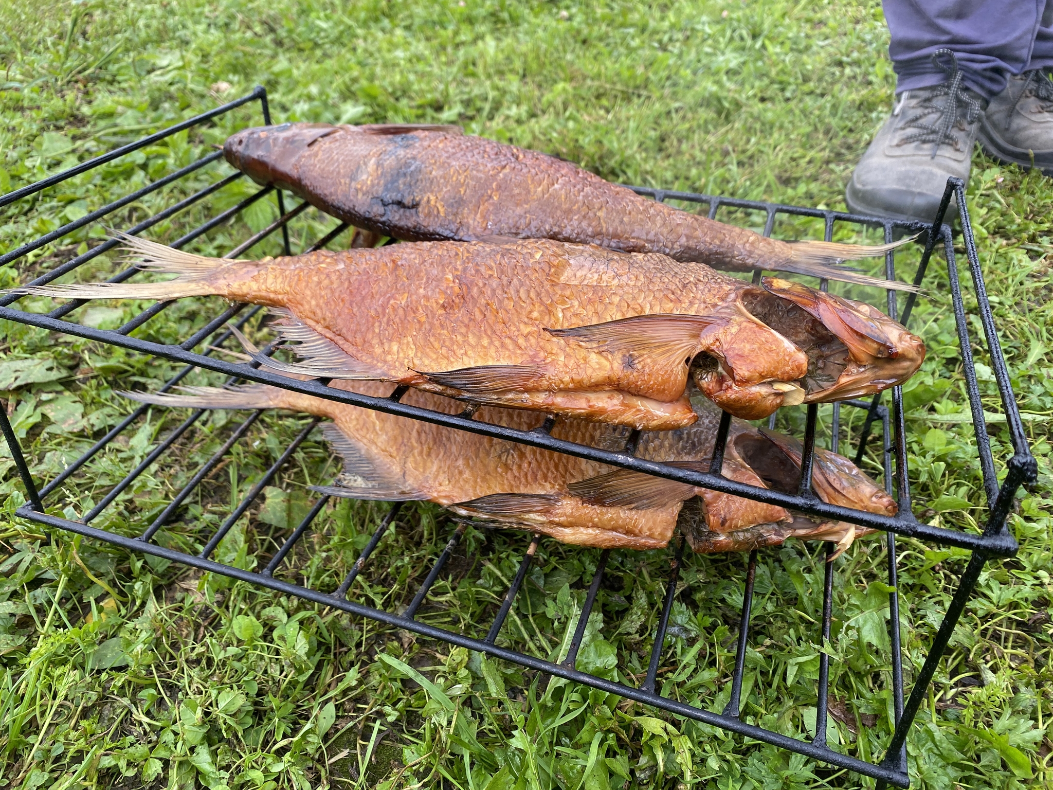 Good evening - My, Mobile photography, Evening, Dacha, Fishing, Bream, Hot smoking, River, Relaxation, Ear, Longpost