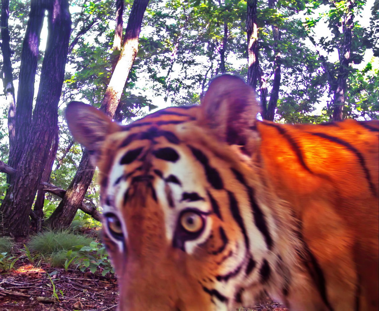 When you suddenly remembered that your own holiday is just around the corner, but just over the weekend - Tiger Day, Amur tiger, The photo, wildlife, Tiger, Cat family, Phototrap, Wild animals, Predatory animals, Big cats, National park, Land of the Leopard, Primorsky Krai, Telegram (link)