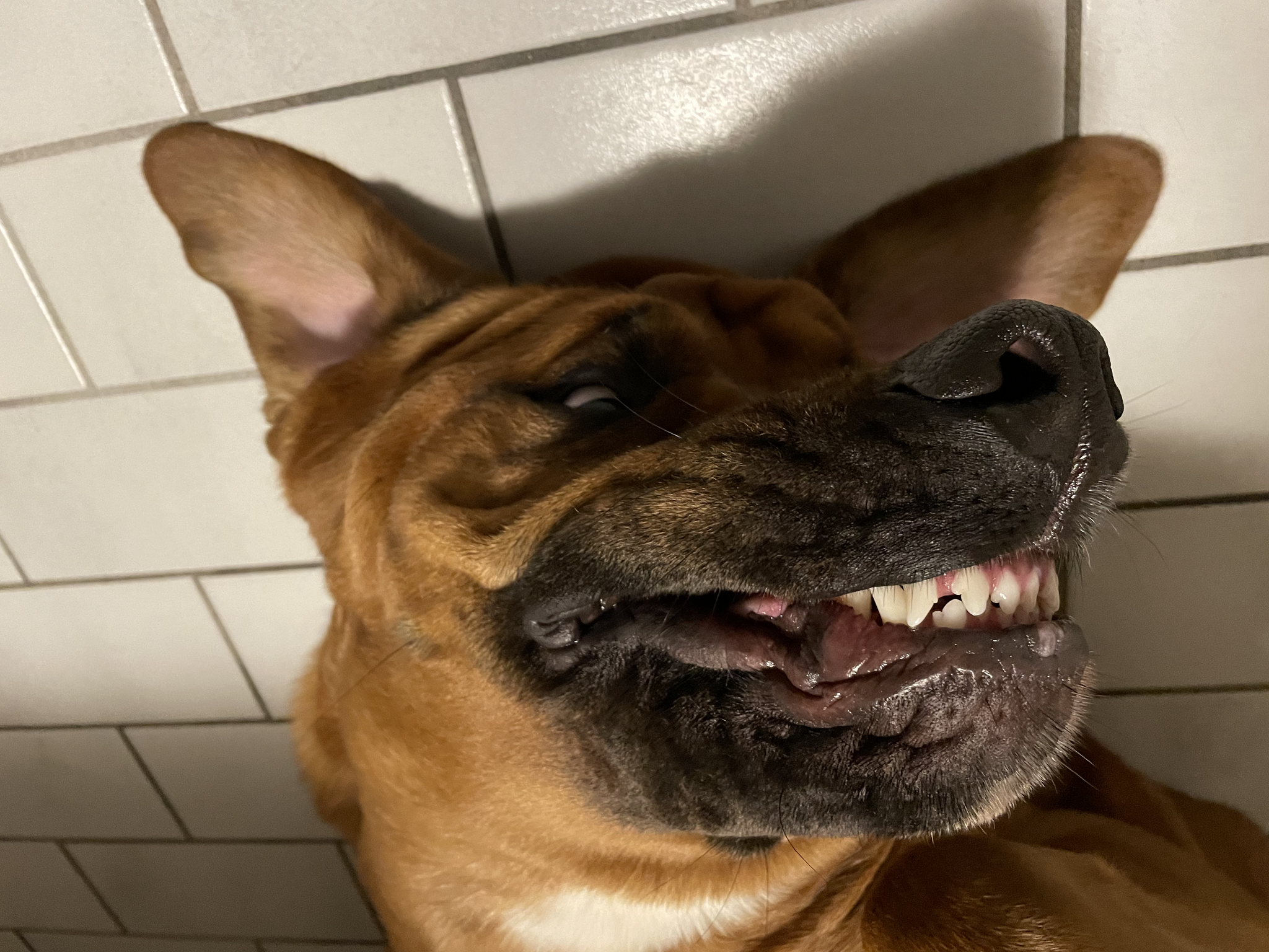 How do you like my Hollywood smile? - My, Smile, Dog, Belgian Mastiff, Pets, The photo