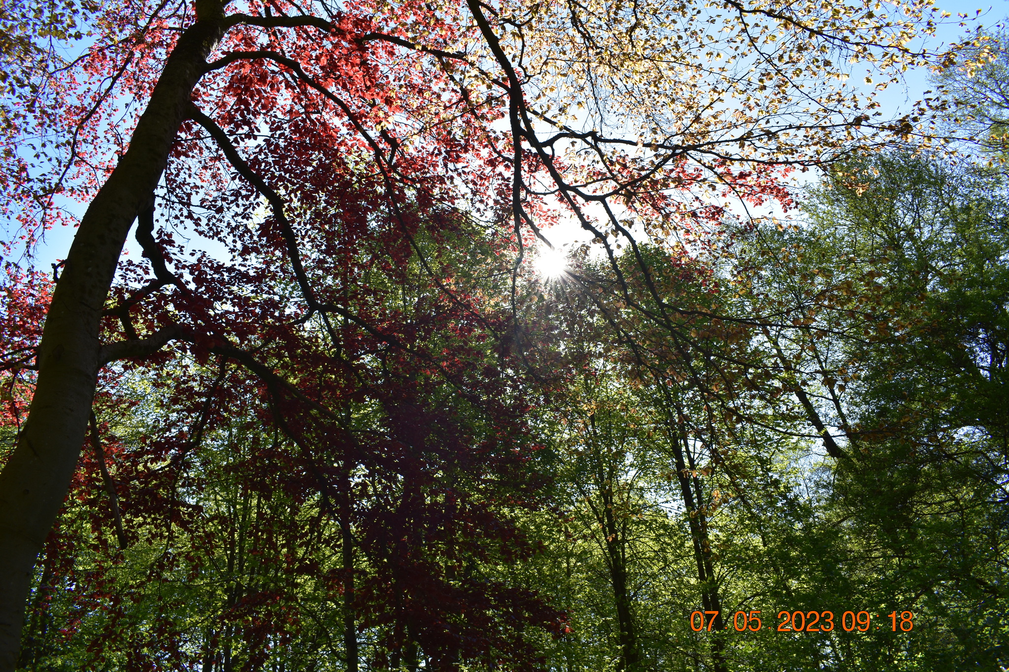 The sun in the tree branches - Kaliningrad region, Town, Tree, The sun, Spring, VKontakte (link)