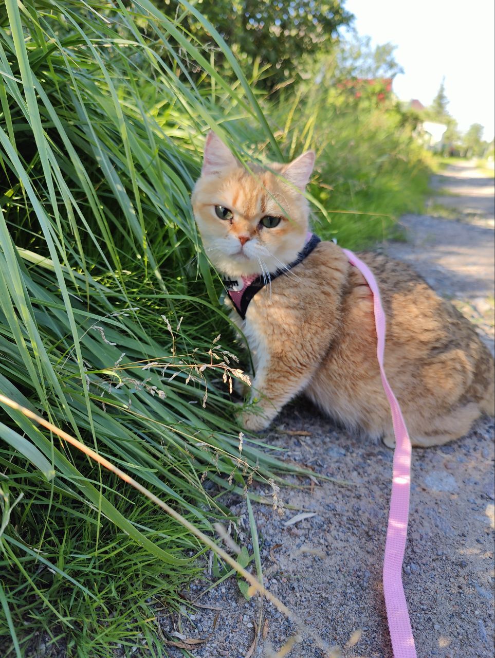 Cats from hell's breeding are walking for the first time - My, cat, Animal Rescue, Munchkin, Vertical video, Video, Longpost