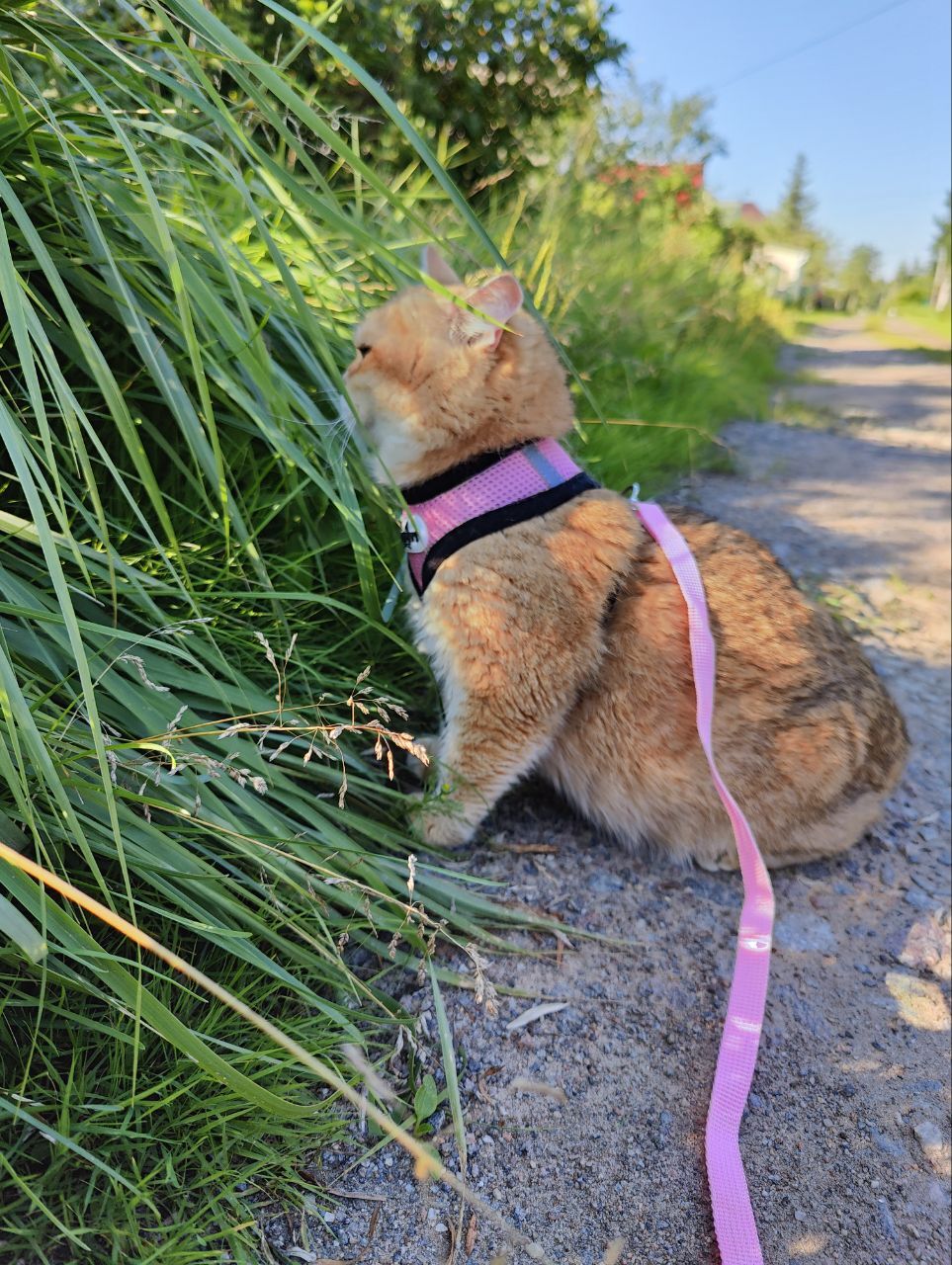 Cats from hell's breeding are walking for the first time - My, cat, Animal Rescue, Munchkin, Vertical video, Video, Longpost