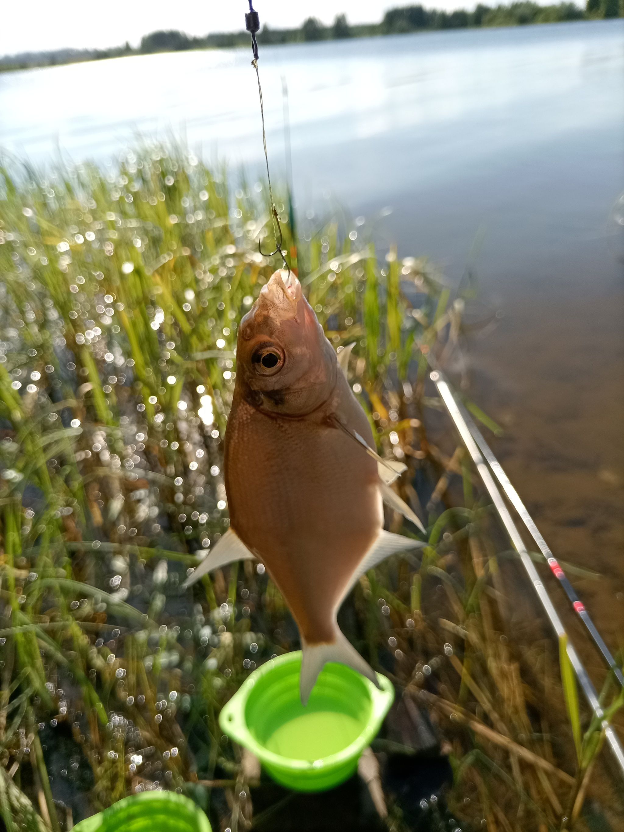 Some photos from recent fishing trips) - My, Carp, Fishing, Float, Crucian carp bait, Longpost