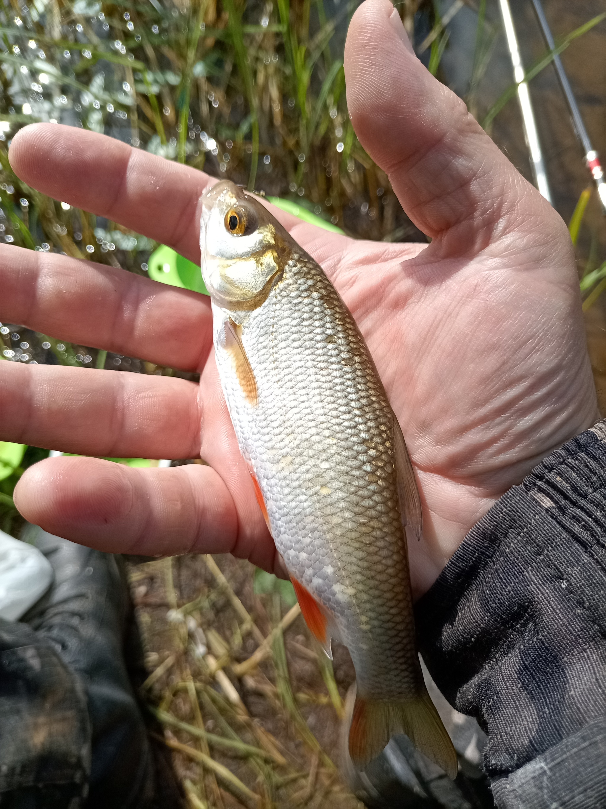 Some photos from recent fishing trips) - My, Carp, Fishing, Float, Crucian carp bait, Longpost