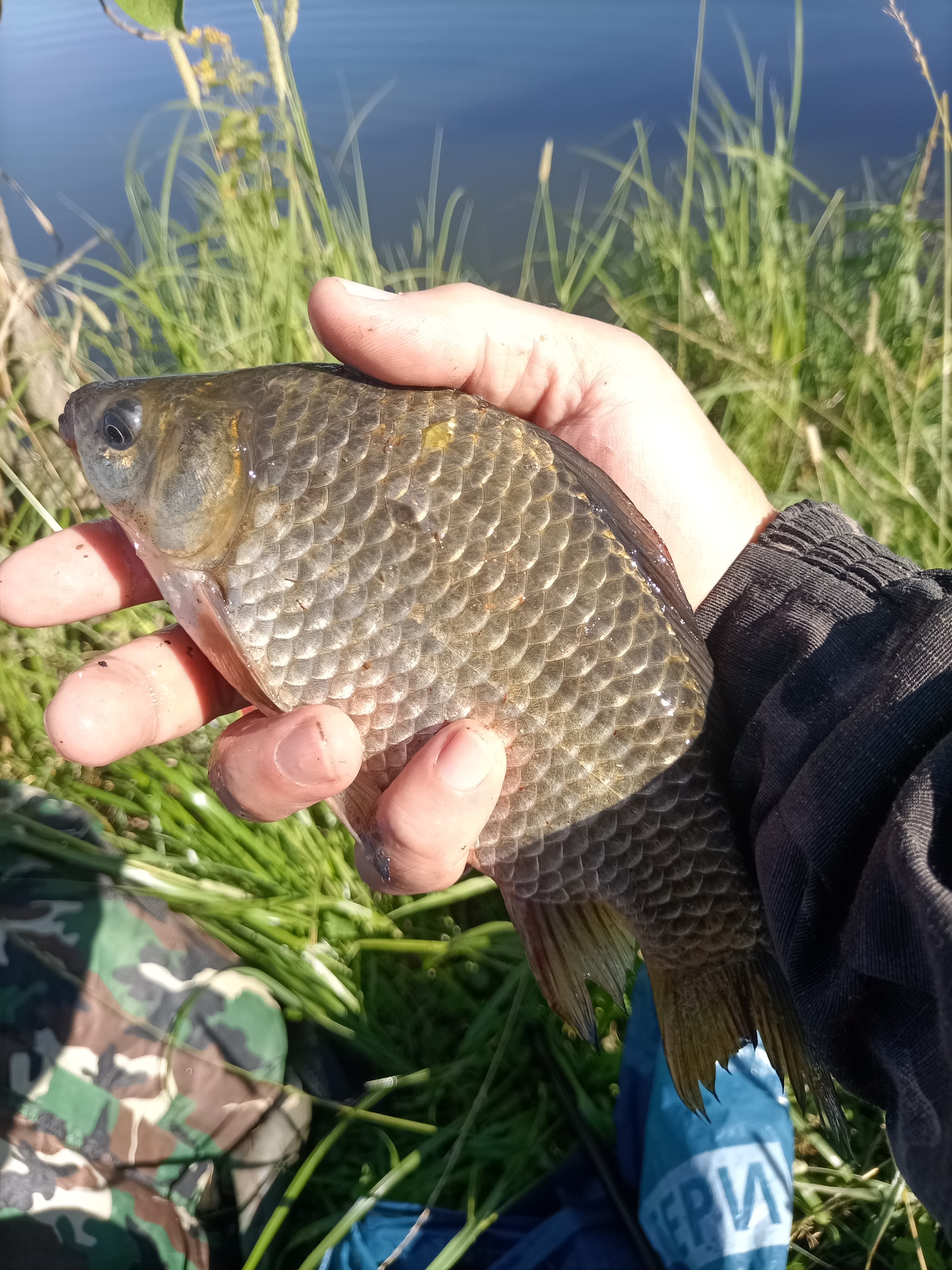 Some photos from recent fishing trips) - My, Carp, Fishing, Float, Crucian carp bait, Longpost