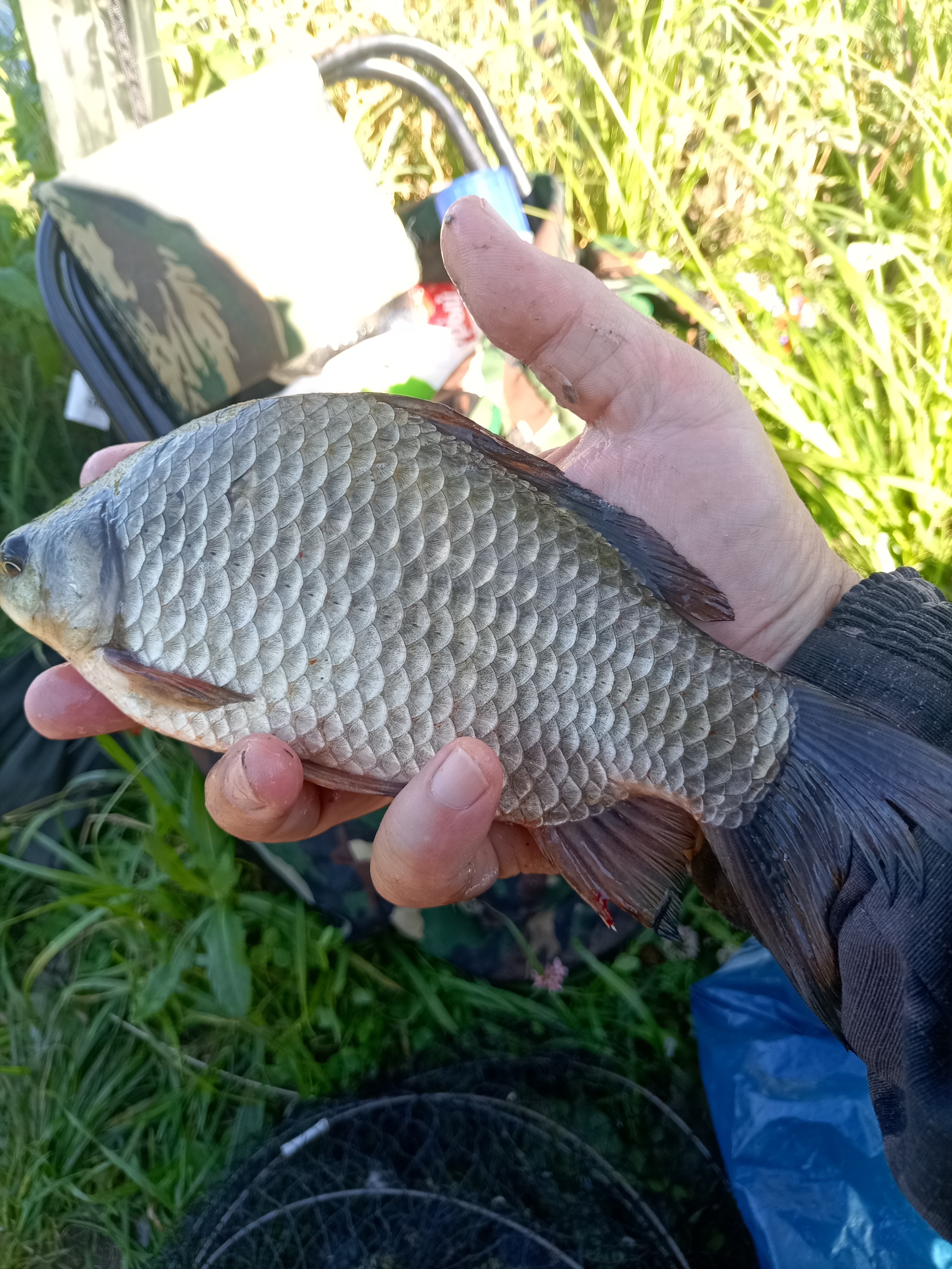 Some photos from recent fishing trips) - My, Carp, Fishing, Float, Crucian carp bait, Longpost