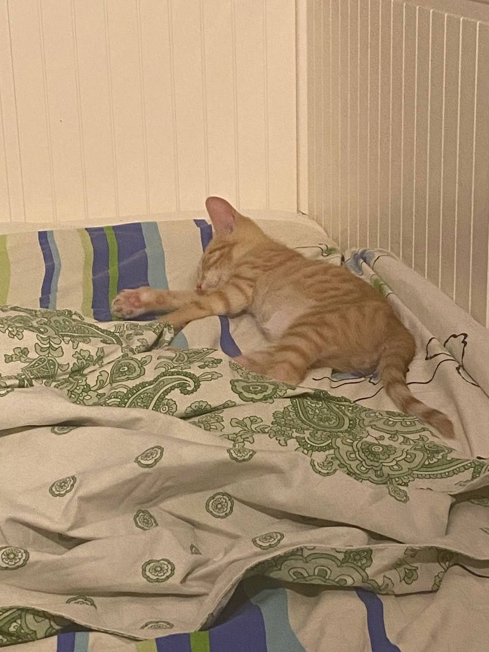 Hello from the country kitten Rufus from his new home (he is actively trying not to fall asleep) - My, Animal Rescue, Tosno, Found a home, cat, Pick-up headphones, It Was-It Was, Saint Petersburg, Vertical video, Video, Longpost