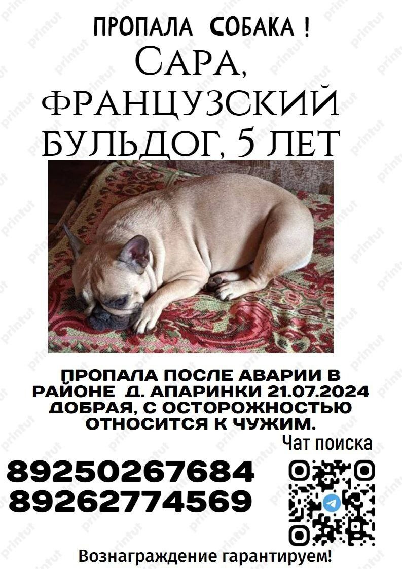 The dog went missing after an accident! Moscow region - Dog, No rating, The missing, Lost, French Bulldog, Telegram (link), Longpost, The dog is missing, Help me find