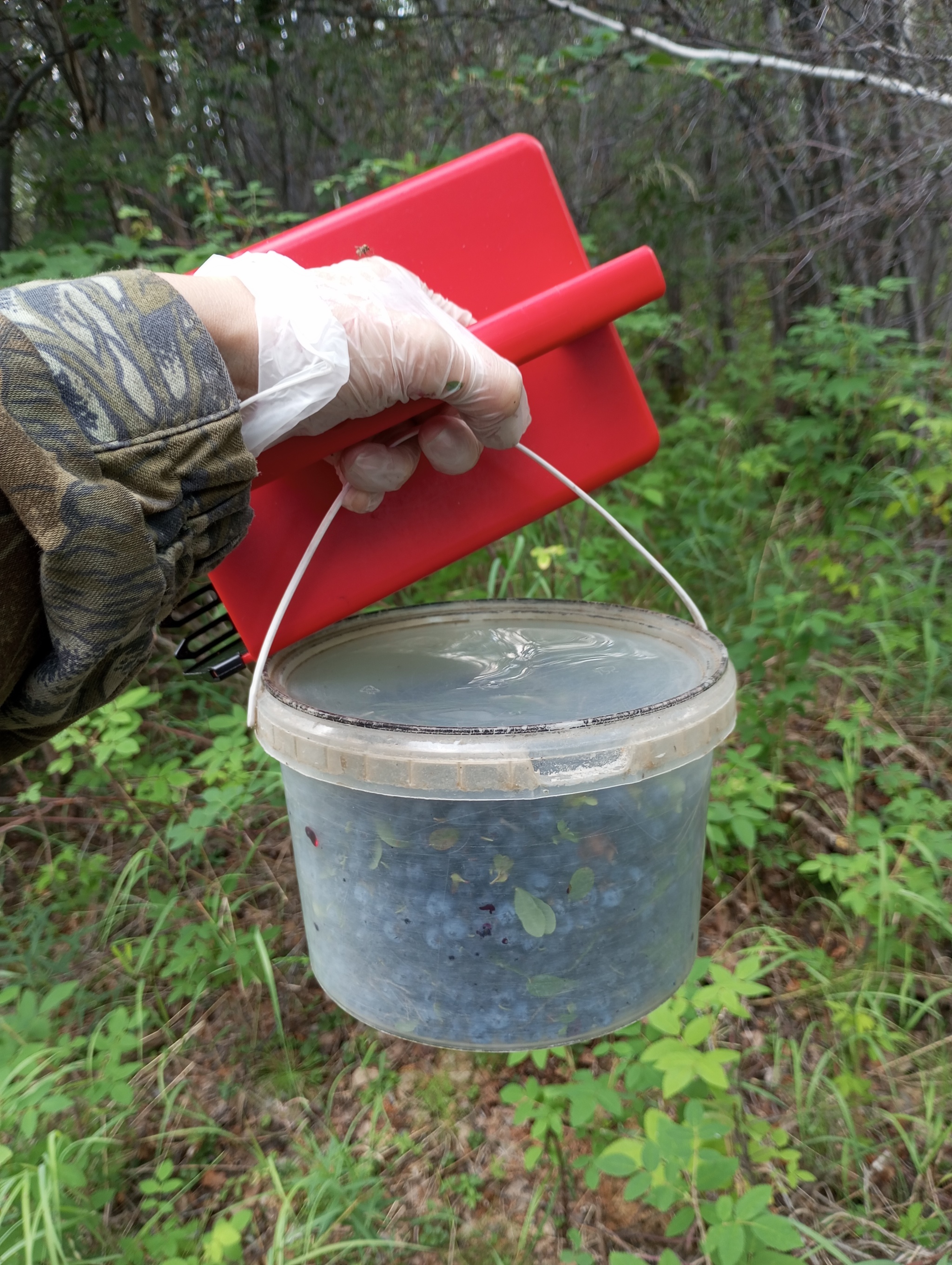 Life on TDS in the taiga. Blueberry picking - My, Forest, Mushrooms, Berries, Weather station, Taiga, Blueberry, Longpost