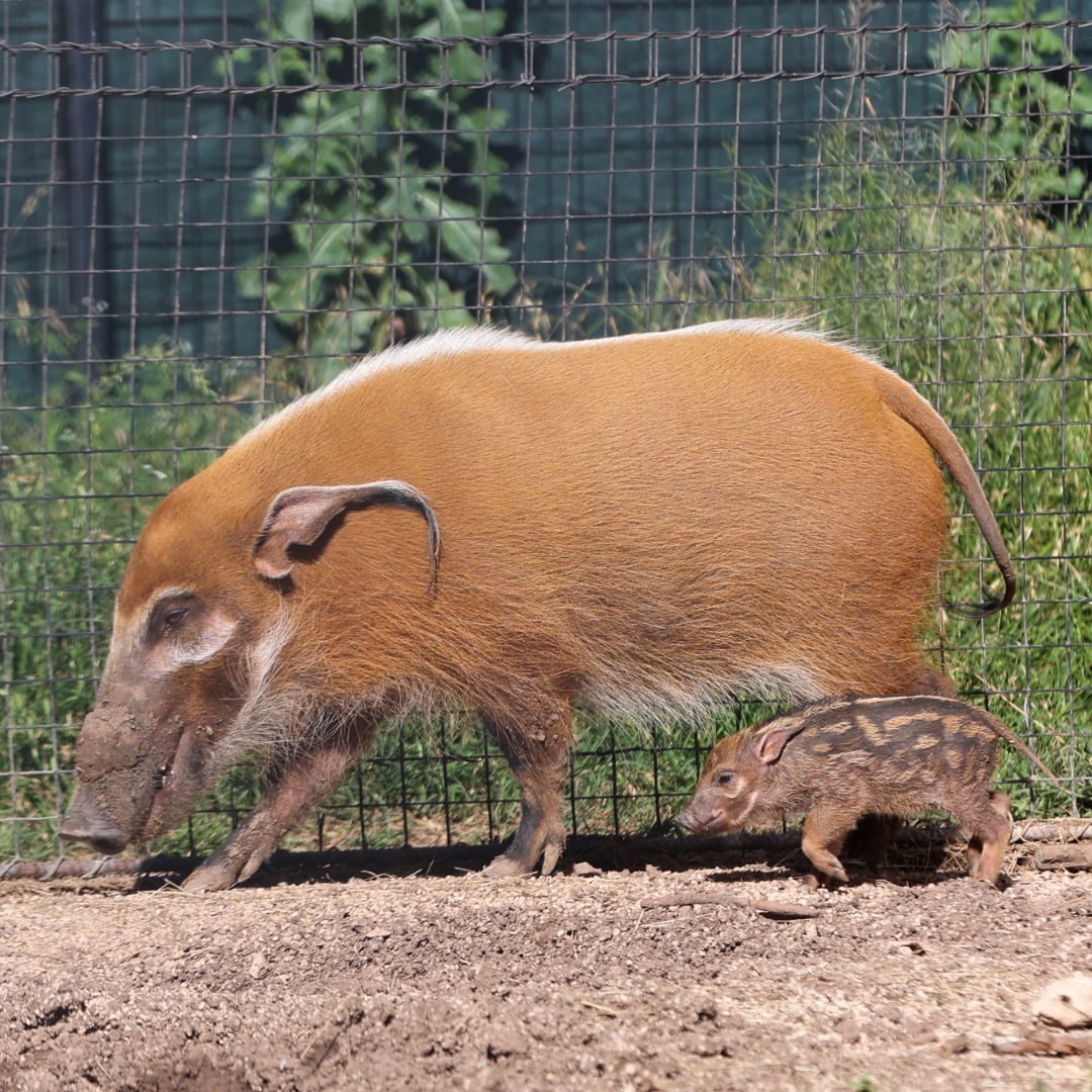 Baby brush-eared pig - Piglets, Pig, Artiodactyls, Wild animals, wildlife, Zoo, The photo, Longpost