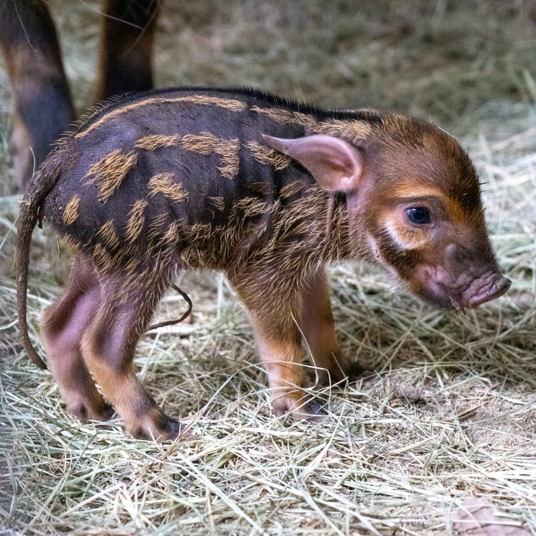 Baby brush-eared pig - Piglets, Pig, Artiodactyls, Wild animals, wildlife, Zoo, The photo, Longpost