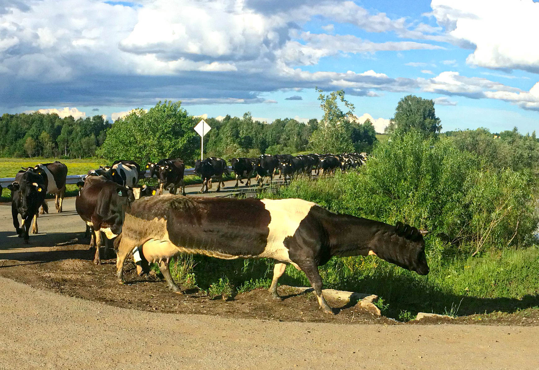 I tried the panoramic mode - My, The photo, Cow, Panoramic shooting, Ural, Travels