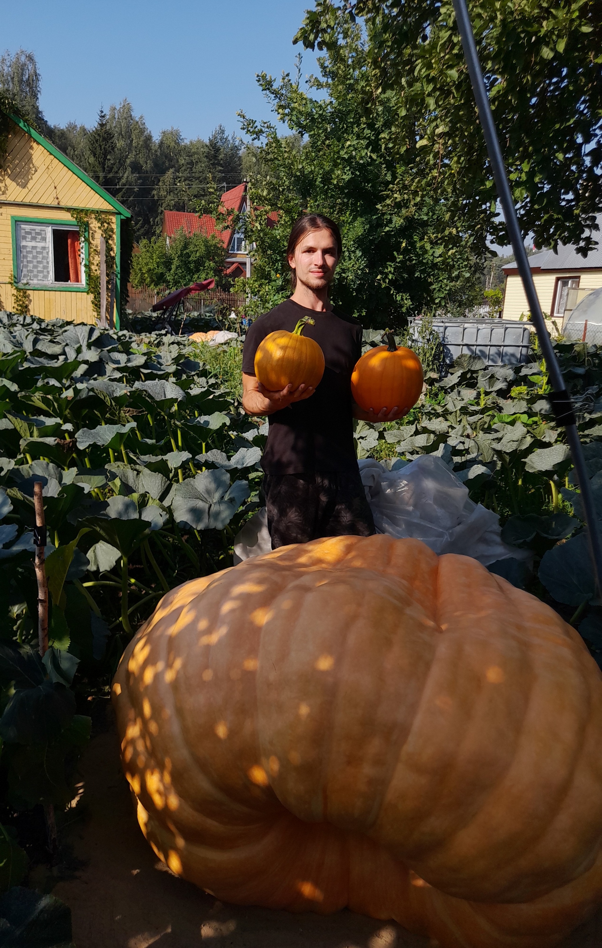 Pumpkin head - My, Fearfully, Horror, Vegetables, Pumpkin, Gardening, Plants, Garden, Garden, Longpost