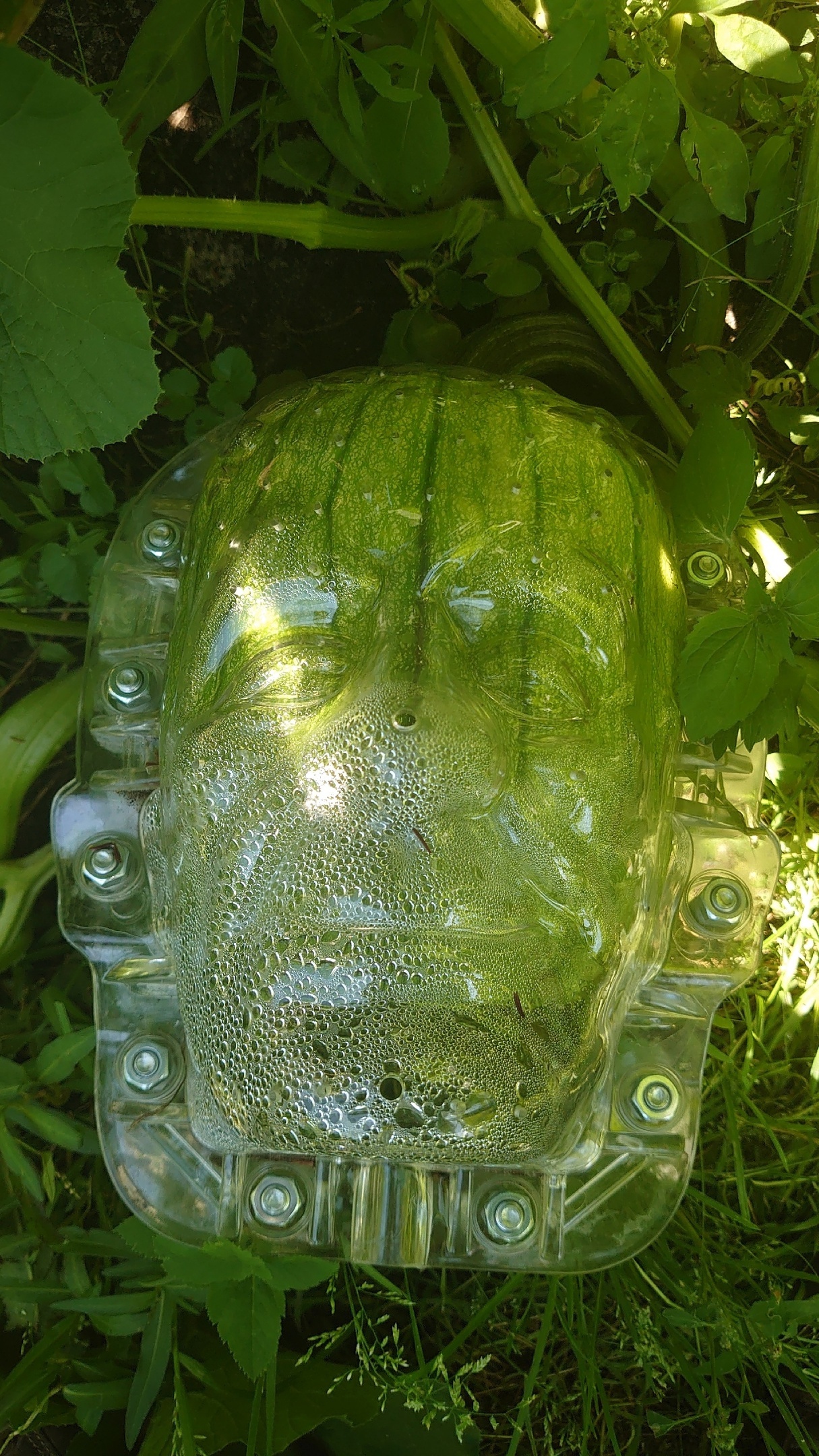 Pumpkin head - My, Fearfully, Horror, Vegetables, Pumpkin, Gardening, Plants, Garden, Garden, Longpost