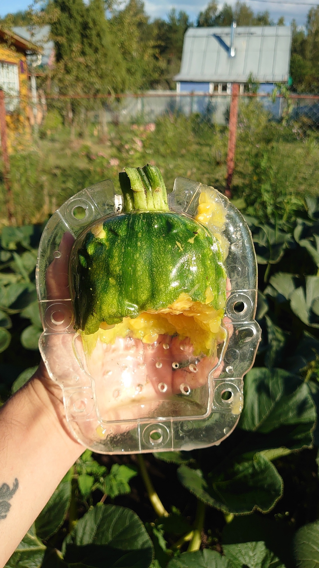 Pumpkin head - My, Fearfully, Horror, Vegetables, Pumpkin, Gardening, Plants, Garden, Garden, Longpost