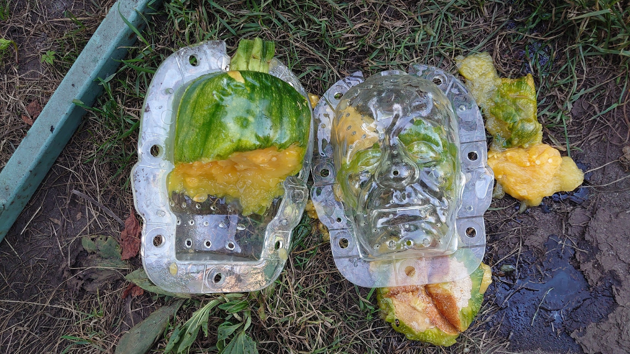 Pumpkin head - My, Fearfully, Horror, Vegetables, Pumpkin, Gardening, Plants, Garden, Garden, Longpost