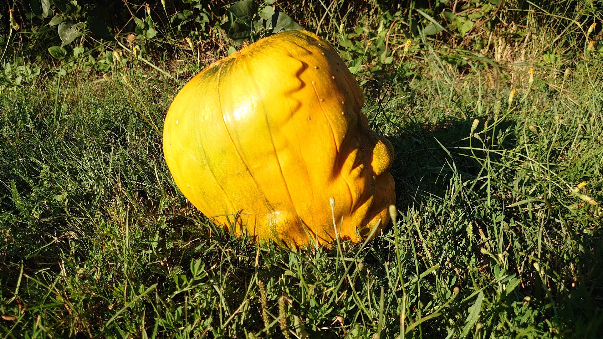 Pumpkin head - My, Fearfully, Horror, Vegetables, Pumpkin, Gardening, Plants, Garden, Garden, Longpost