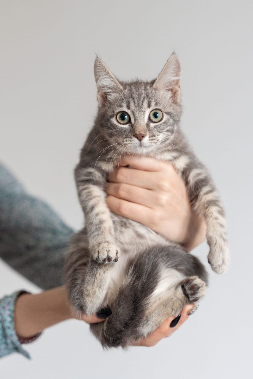 Gray marbled kitten-bear Kisel is looking for a family - My, Shelter, In good hands, Homeless animals, Overexposure, Cat lovers, No rating, cat, Kittens, Volunteering, Small cats, Pets, Animal shelter, Moscow, Moscow region, Is free, Pet the cat, Fat cats, Kindness, Lost, Longpost