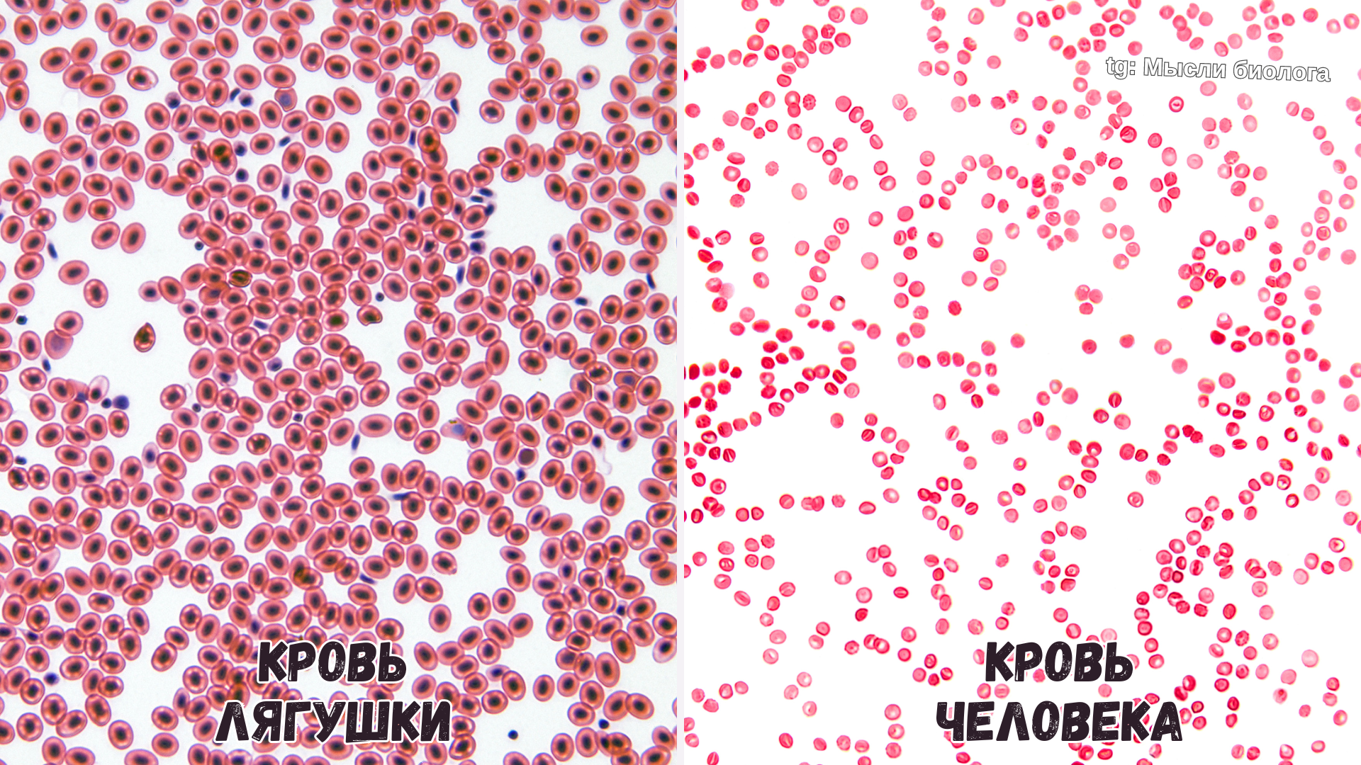 Comparing frog and human blood under a microscope - My, Biology, Nauchpop, Research, The science, Evolution, Video, Video VK