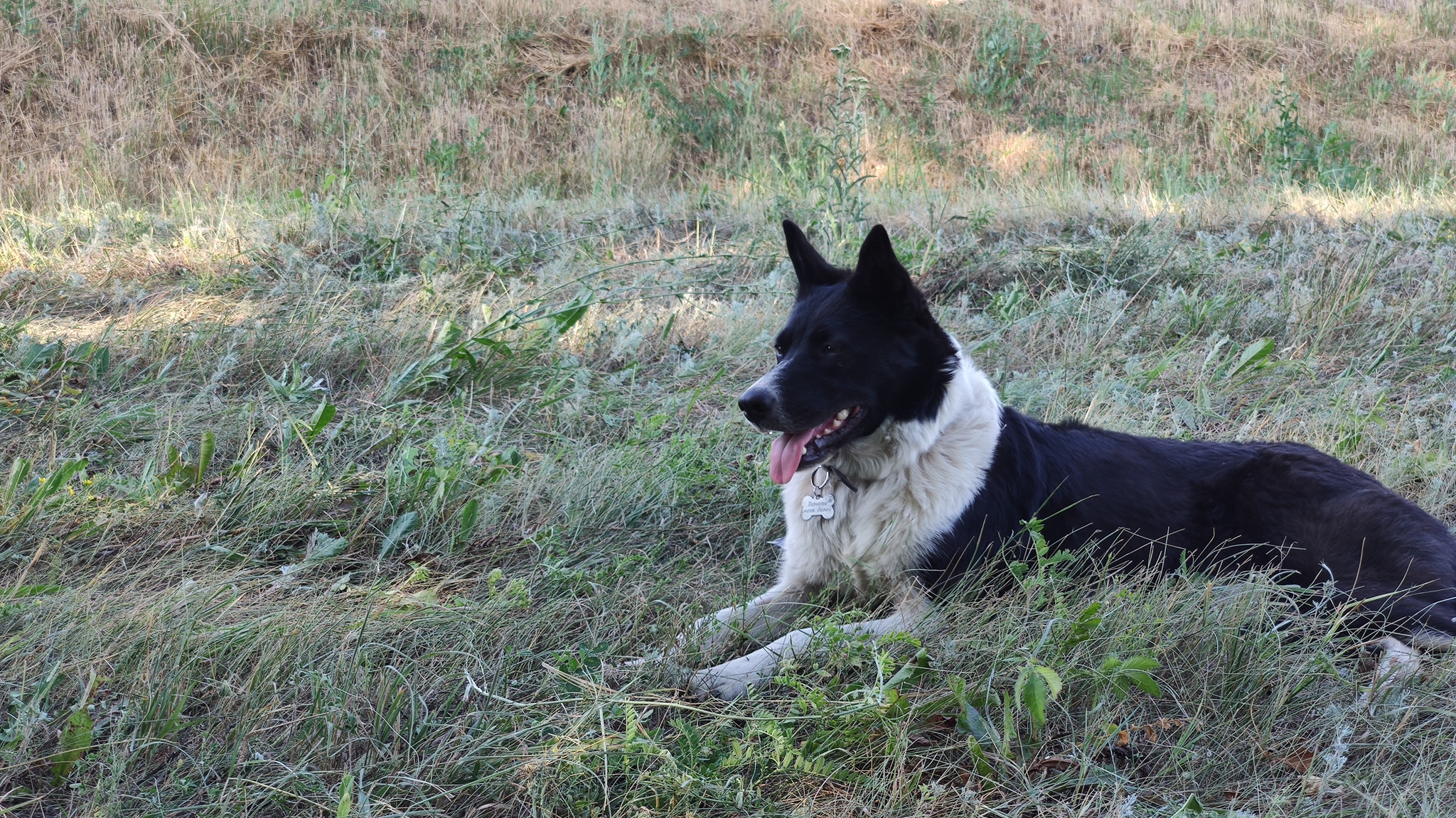 Now, the really tough ride. The remaining 600 km are on foot without hiking equipment! We are in the federal media - My, Travel across Russia, Wild tourism, Travels, Tourism, Survival, Dog, Longpost