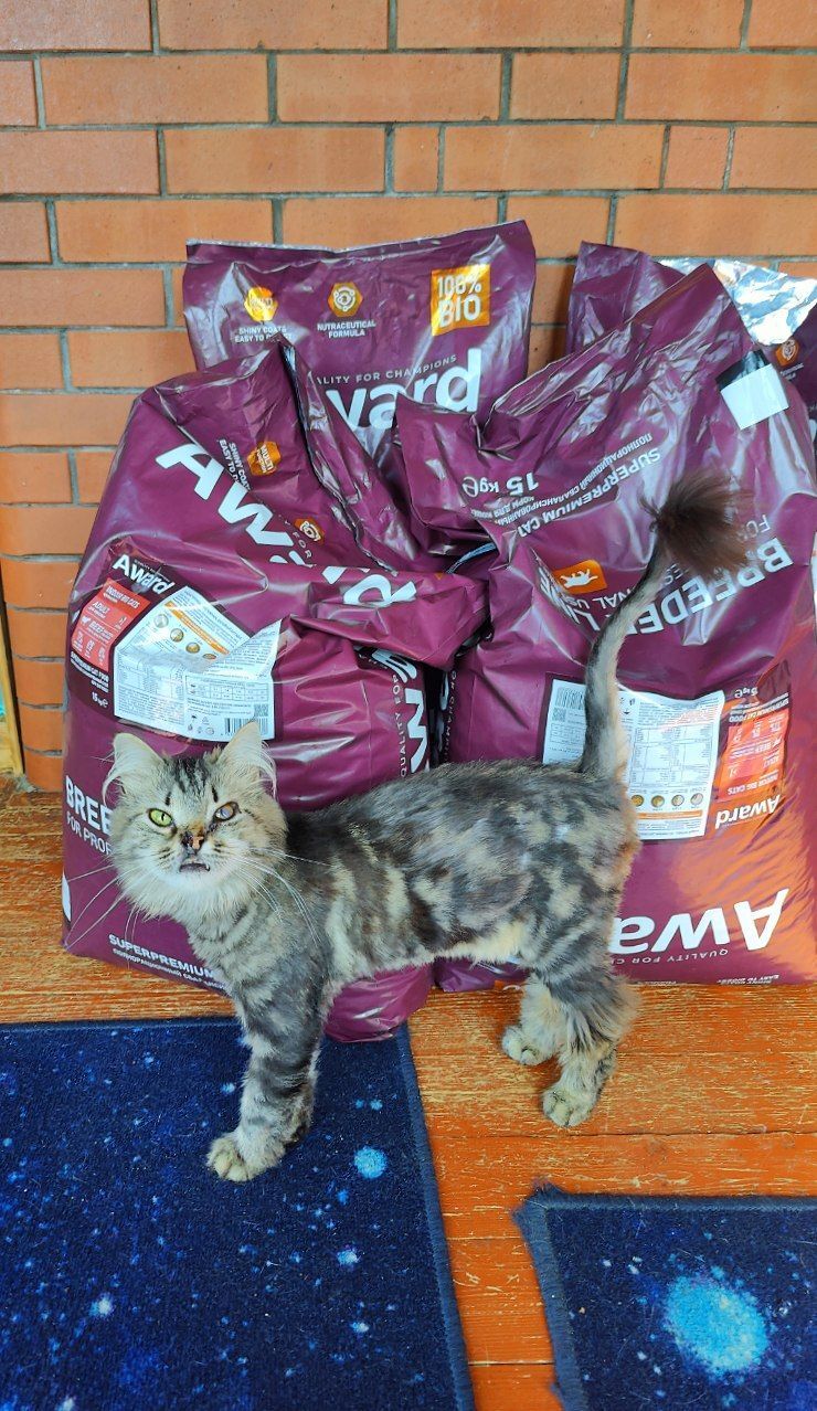 I'm spending your donations. 60 kg of feed. 19,360 rubles. Customers are satisfied - My, cat, Tosno, Animal Rescue, Vertical video, Helping animals, Dacha, Donates to Peekaboo, Longpost