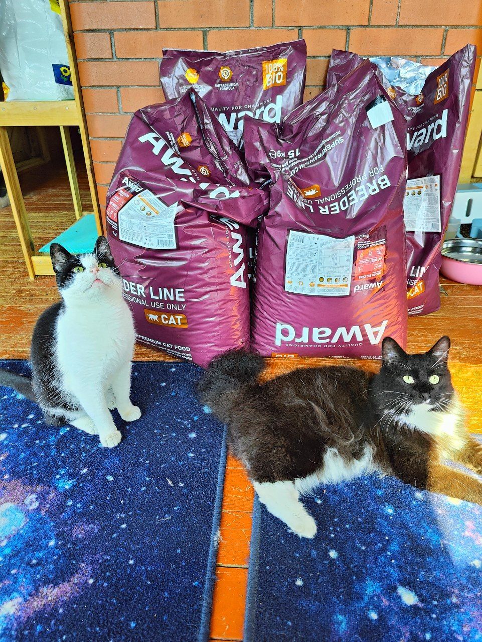 I'm spending your donations. 60 kg of feed. 19,360 rubles. Customers are satisfied - My, cat, Tosno, Animal Rescue, Vertical video, Helping animals, Dacha, Donates to Peekaboo, Longpost