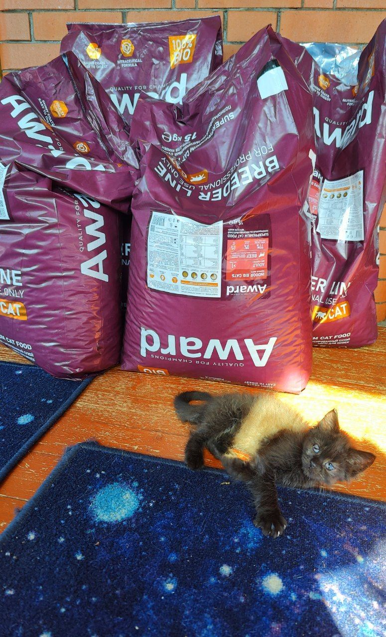 I'm spending your donations. 60 kg of feed. 19,360 rubles. Customers are satisfied - My, cat, Tosno, Animal Rescue, Vertical video, Helping animals, Dacha, Donates to Peekaboo, Longpost