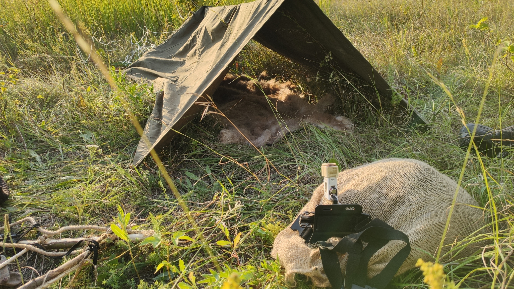 Now, the really tough ride. The remaining 600 km are on foot without hiking equipment! We are in the federal media - My, Travel across Russia, Wild tourism, Travels, Tourism, Survival, Dog, Longpost