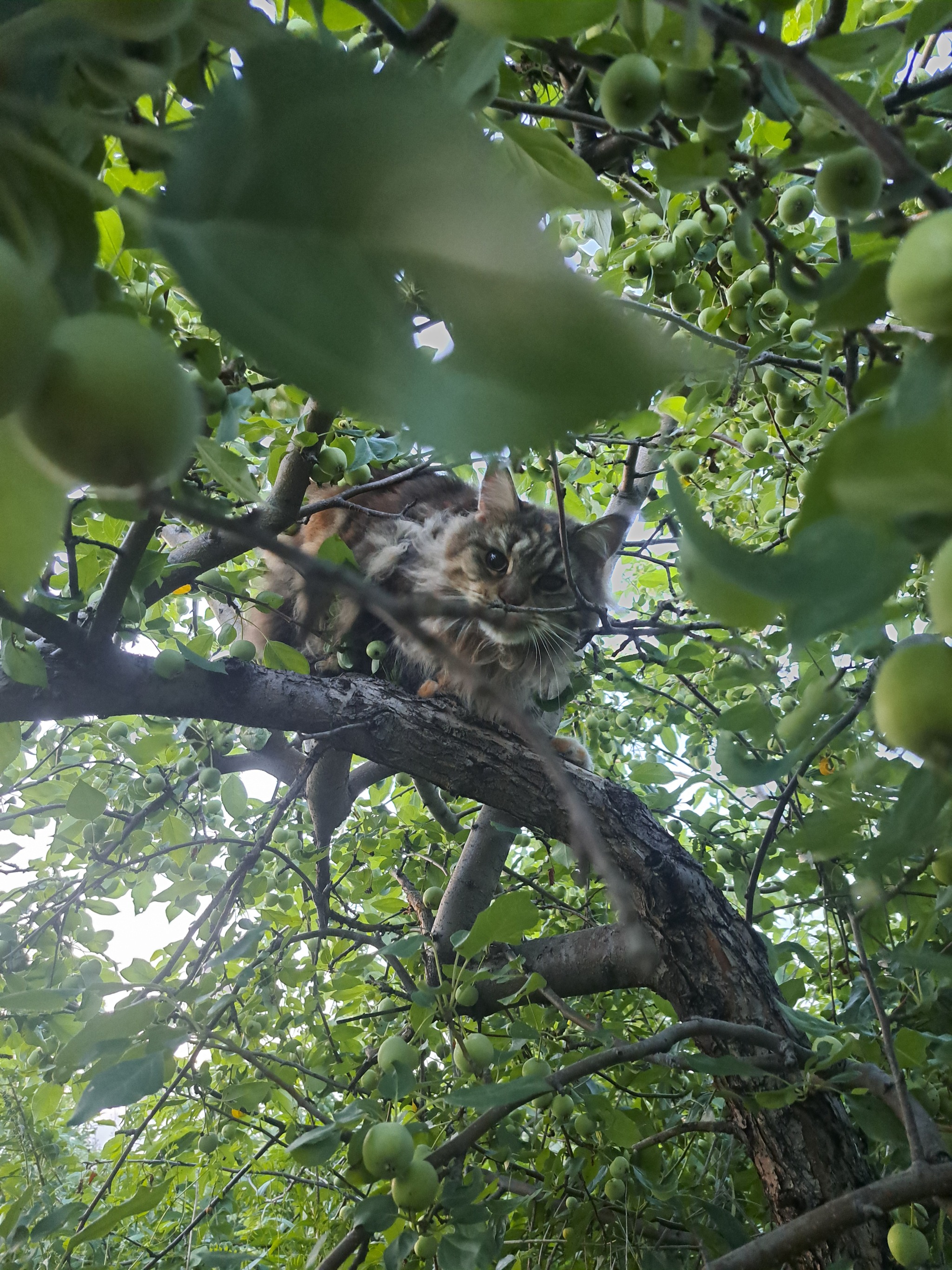 The cat got out into the village - My, Maine Coon, Liberty, Longpost, cat, Pets, The photo, Village