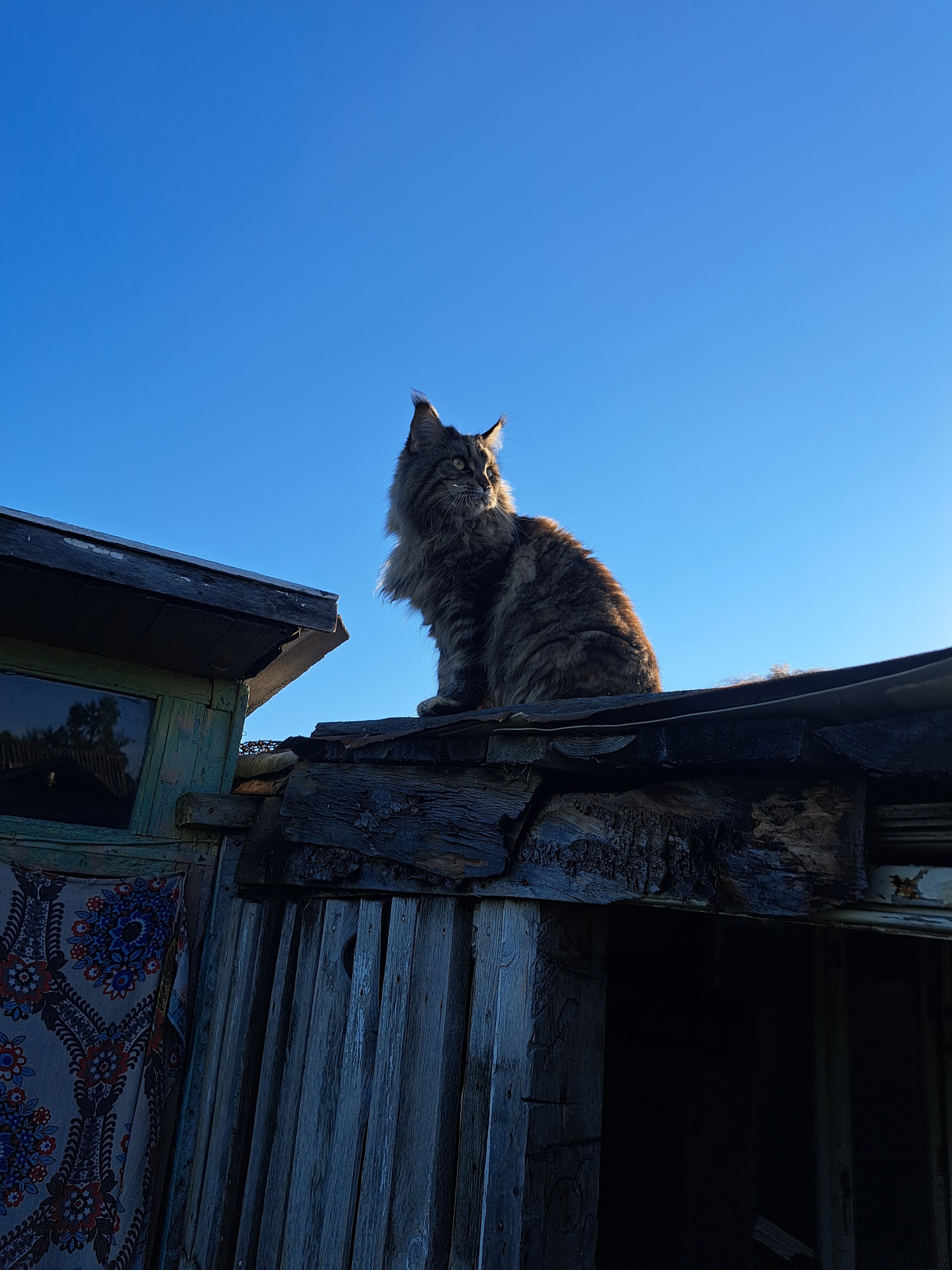 The cat got out into the village - My, Maine Coon, Liberty, Longpost, cat, Pets, The photo, Village