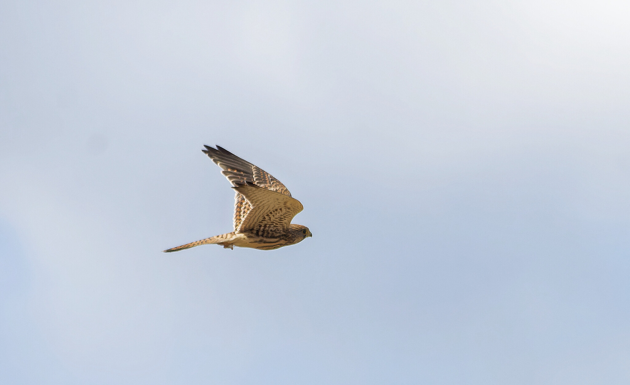 Somewhere in the steppe - My, Photo hunting, The nature of Russia, Birds, Nature, Steppe, LPR, wildlife, Donbass, Predator birds, Bird watching, Longpost