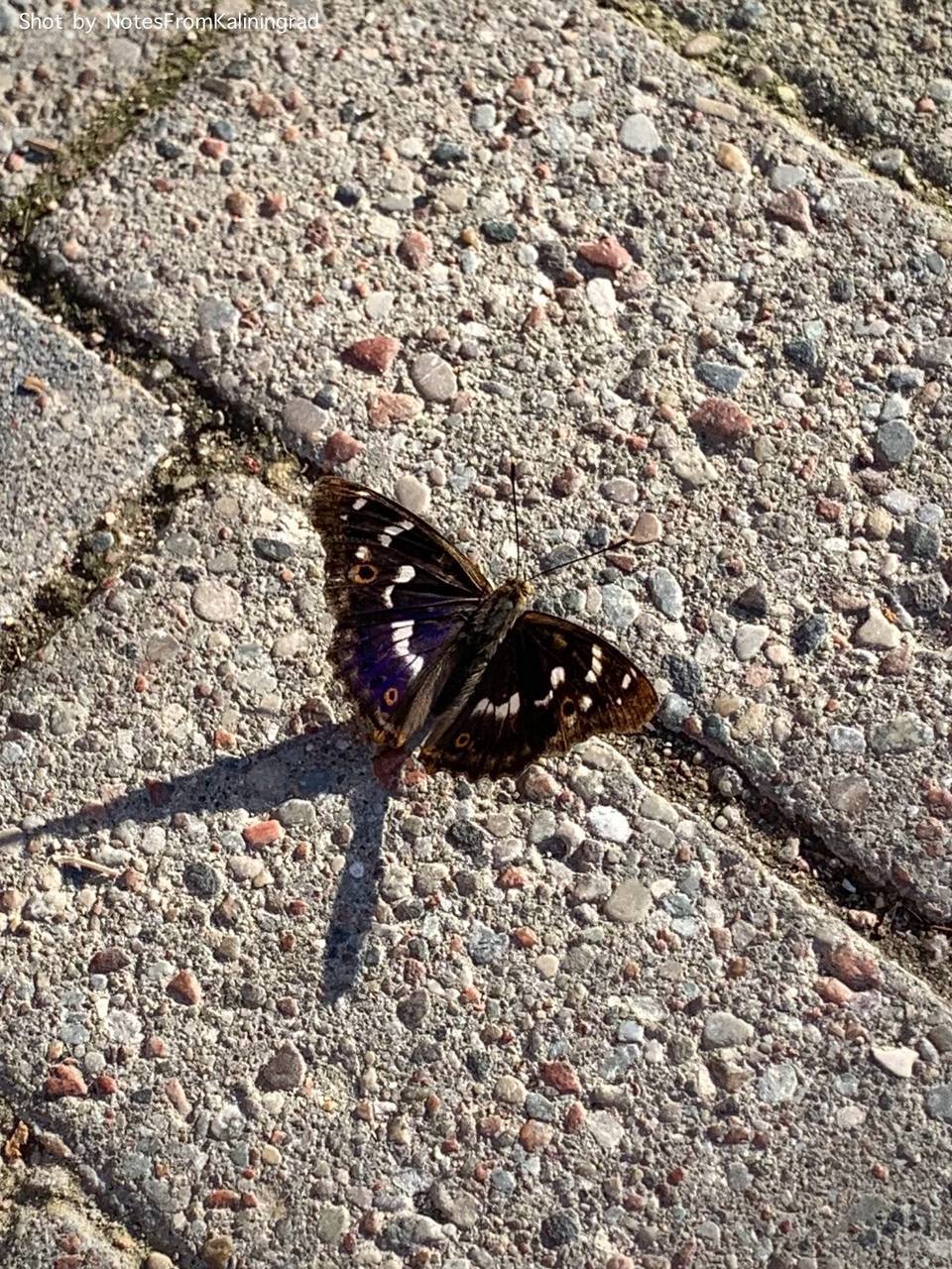 Butterfly - My, Butterfly, Insects, Sewer hatch, Kaliningrad region, Kaliningrad, Street photography, The photo, City walk, Longpost